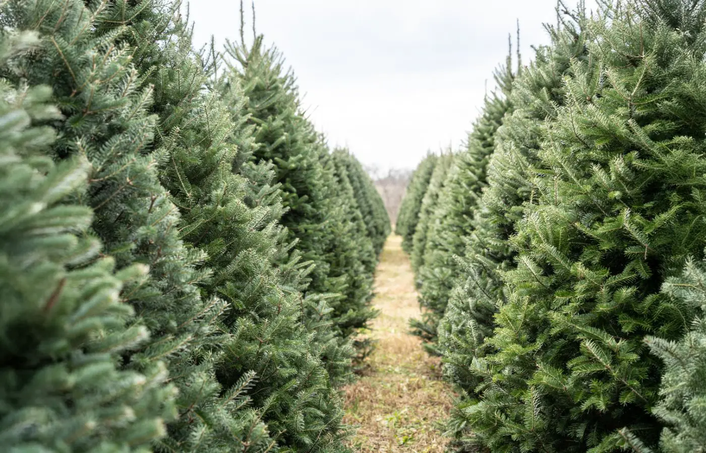 Allée entre deux rangées de sapins de Noël bio dans une plantation, symbolisant une culture naturelle et écoresponsable.