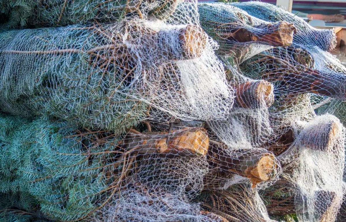 Pile de sapins Épicéa fraîchement coupés et emballés dans des filets, prêts pour la livraison ou le retrait. Parfait pour un Noël traditionnel.