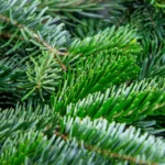 Zoom sur des branches de sapin bio avec des aiguilles vertes et denses, représentant la fraîcheur et la naturalité d’un sapin de Noël écologique.