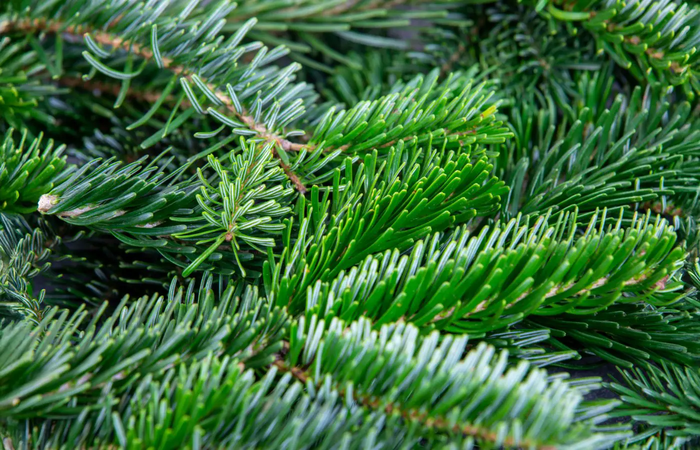 Zoom sur des branches de sapin bio avec des aiguilles vertes et denses, représentant la fraîcheur et la naturalité d’un sapin de Noël écologique.