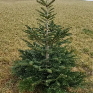Sapin Nordmann Classic cultivé en plein champ, affichant une structure naturelle et un feuillage vert profond, prêt pour une coupe durable.