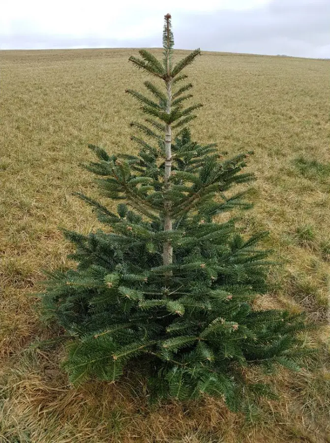Sapin Nordmann Classic cultivé en plein champ, affichant une structure naturelle et un feuillage vert profond, prêt pour une coupe durable.