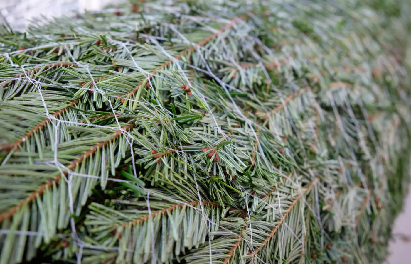 Sapin Nordmann Classic emballé en filet, prêt pour la livraison. Feuillage dense et résistant, idéal pour un Noël traditionnel.