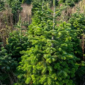 Champ de culture de sapins Nordmann premium, cultivés de manière durable, avec des arbres verdoyants prêts pour la coupe.