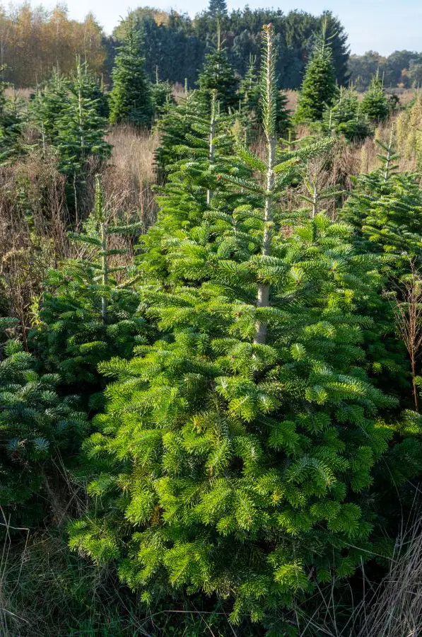 Champ de culture de sapins Nordmann premium, cultivés de manière durable, avec des arbres verdoyants prêts pour la coupe.