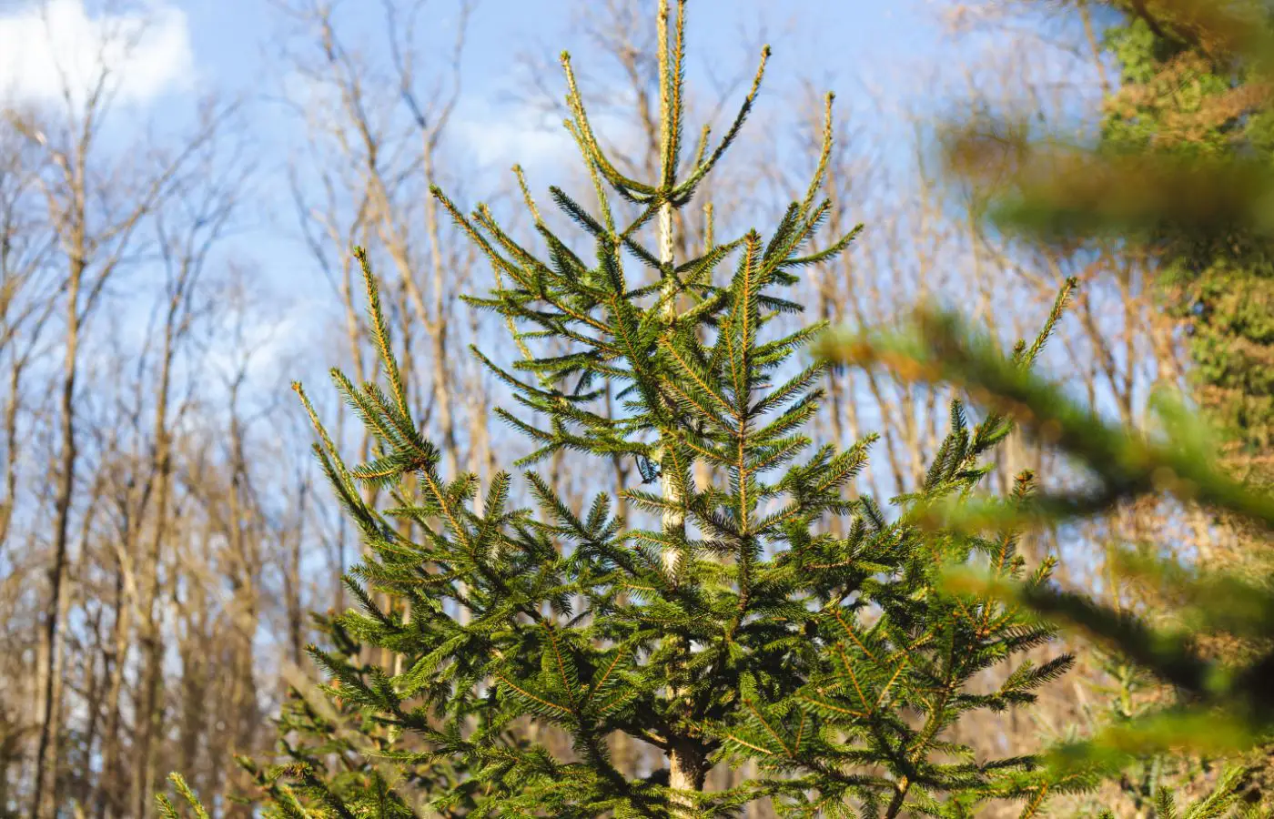 Branche supérieure d’un sapin Épicéa avec ses aiguilles vertes éclatantes, capturée en pleine nature sous un ciel ensoleillé.