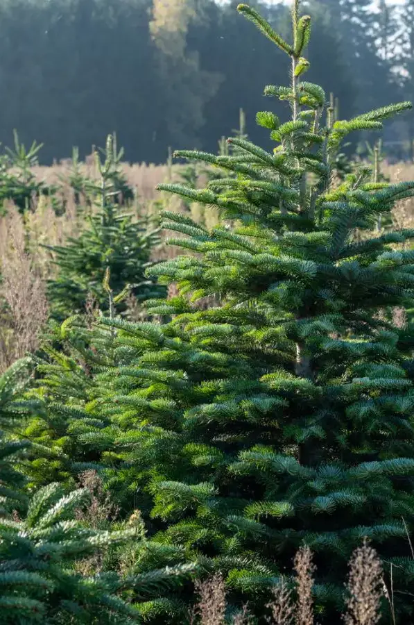Plantation de sapins Nordmann premium, alignés dans un champ ensoleillé, cultivés de manière écologique pour Noël.