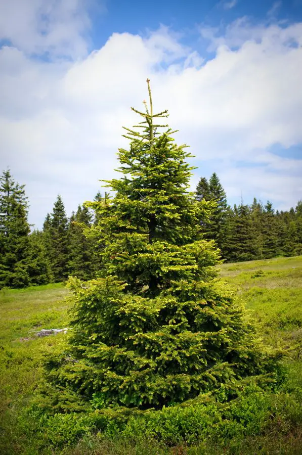 Sapin Épicéa majestueux dans un champ verdoyant, entouré de nature sous un ciel bleu avec des nuages blancs.