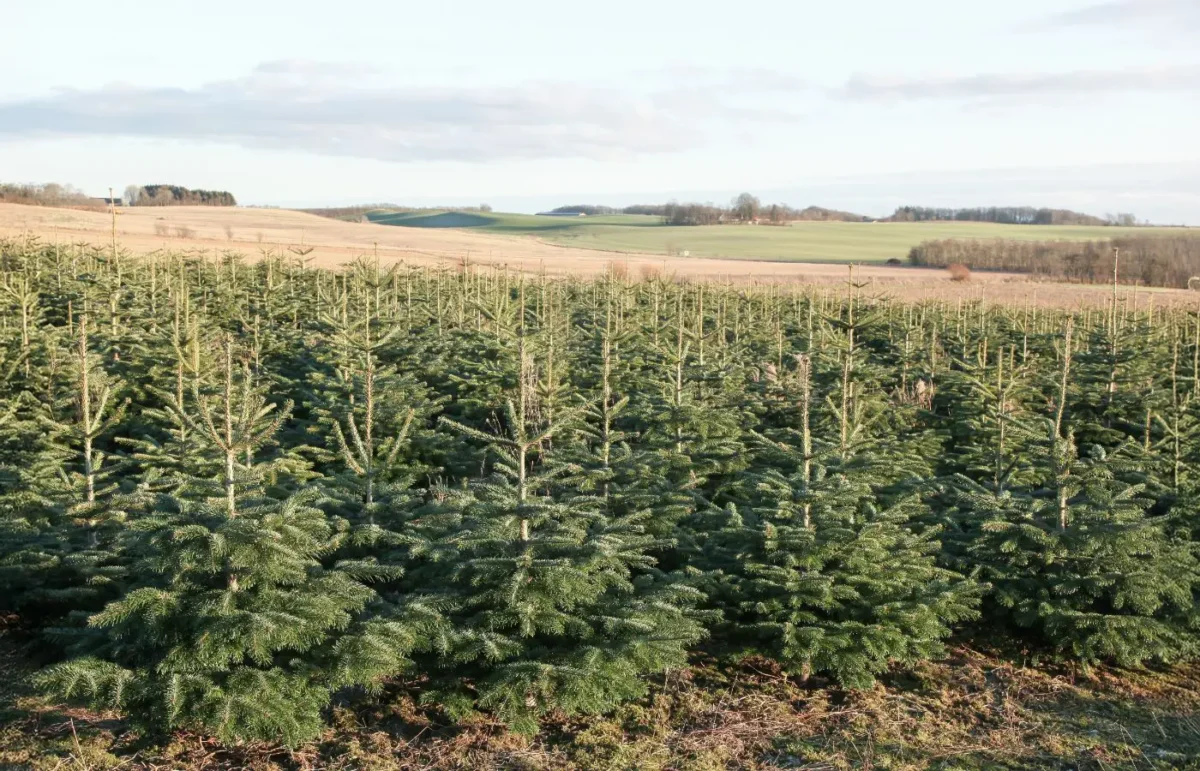 Vue d'une plantation de sapins de Noël bio dans un vaste paysage champêtre, avec de jeunes sapins verts alignés et des collines en arrière-plan sous un ciel clair.