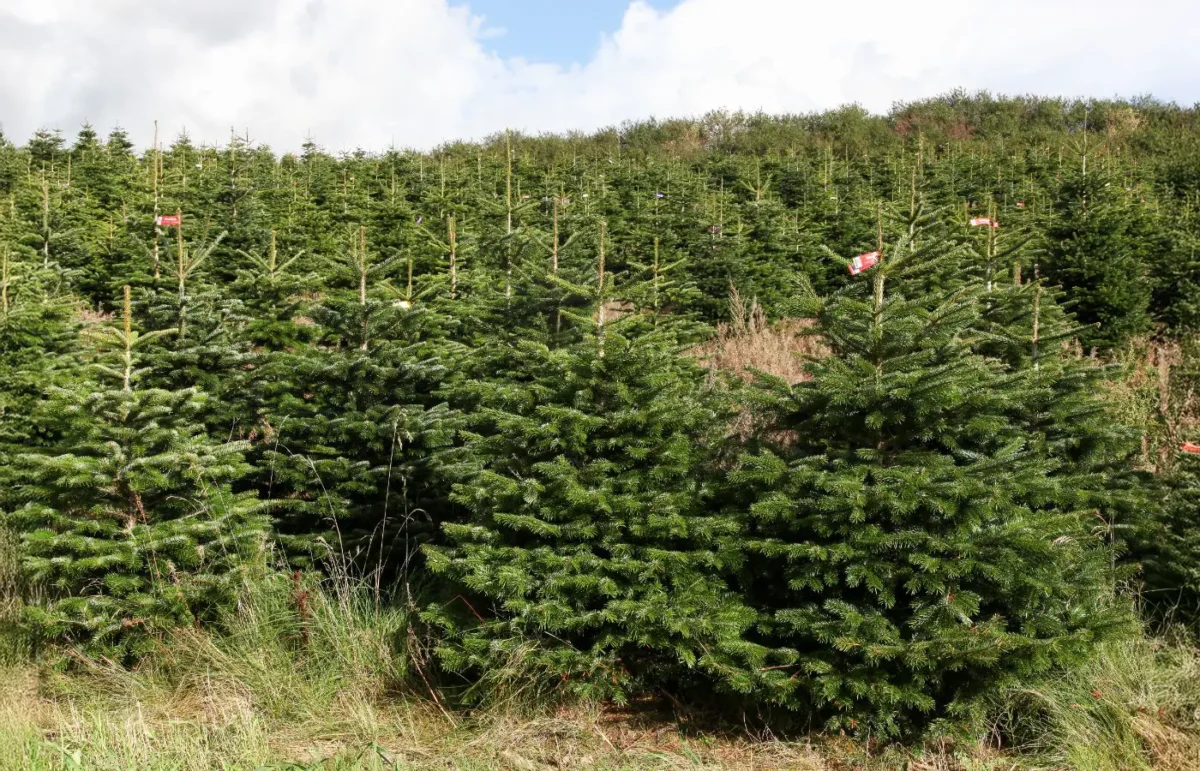 Champ de sapins Nordmann Classic prêts pour la coupe, cultivés de manière responsable pour une qualité premium, sous un ciel dégagé.